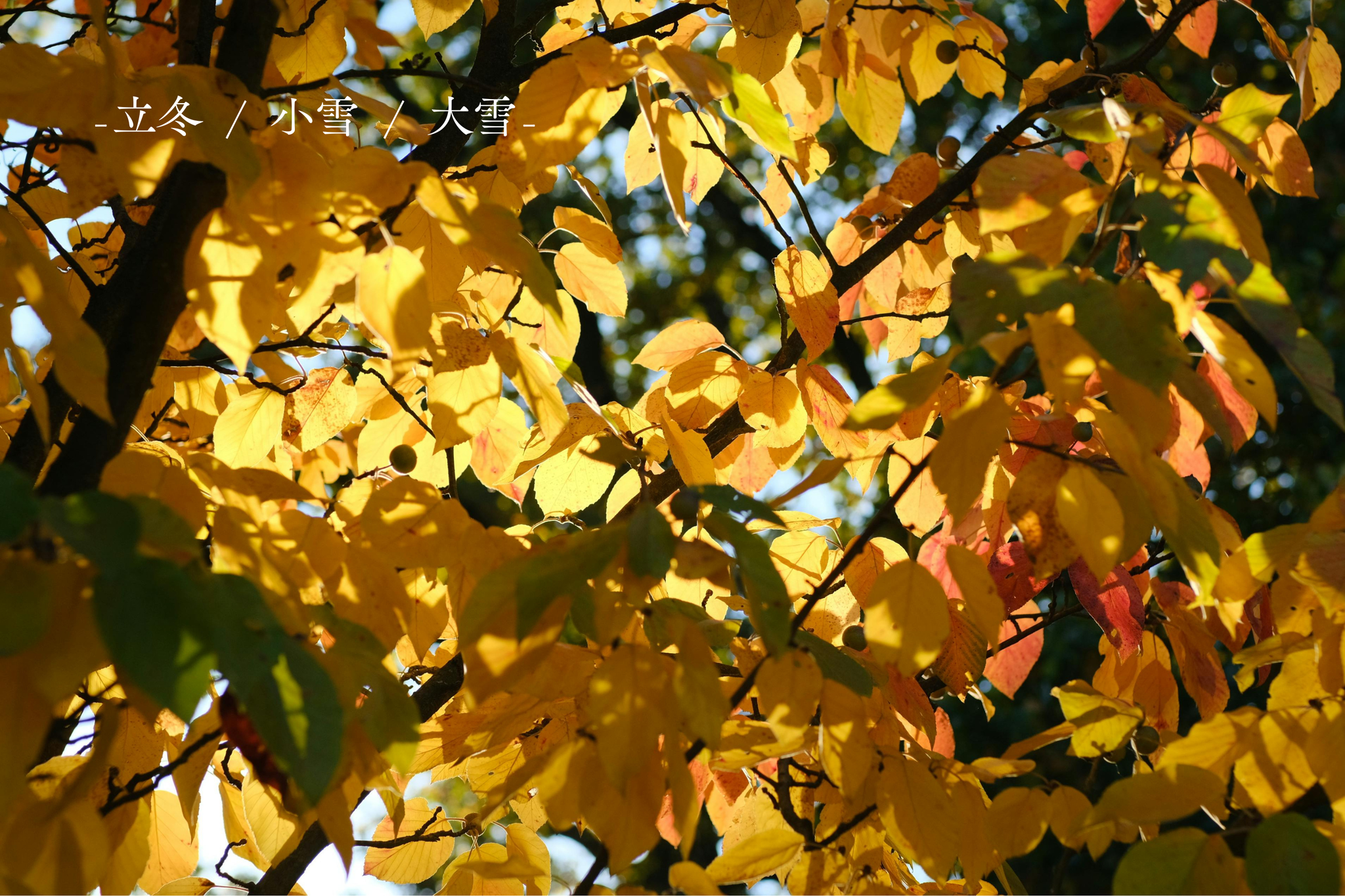 二十四節気とLOVEGのある暮らし -立冬 / 小雪 / 大雪-