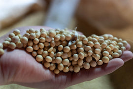 手のひらに載せた収穫後の大豆とさや
