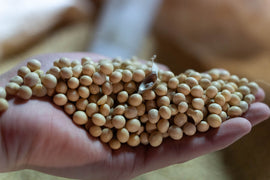 Soybean Harvest 2026